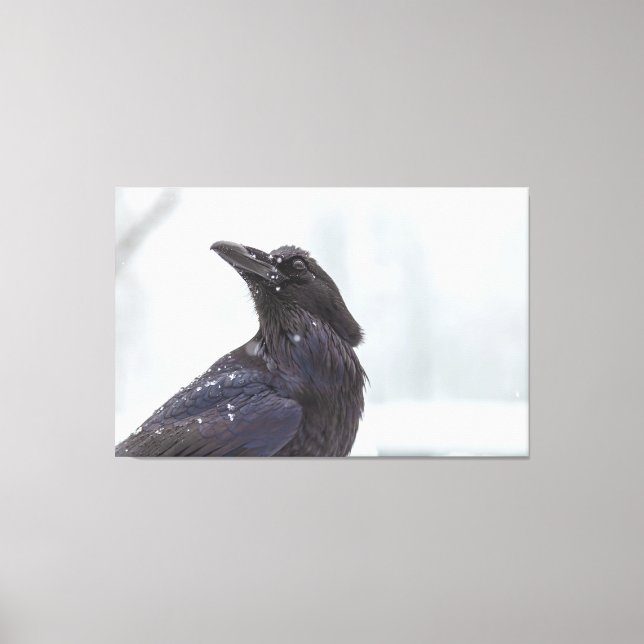 Raven in Snow Leinwanddruck (Vorderseite)