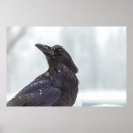 Raven in Snow Poster