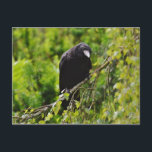 Raven in Tree Postcard Postkarte<br><div class="desc">Attraktiver Rabe in einem Baum mit Bäumen im Hintergrund.</div>