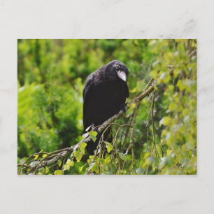 Raven in Tree Postcard Postkarte