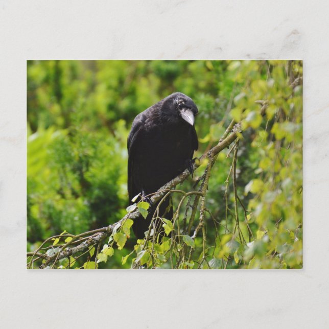 Raven in Tree Postcard Postkarte (Vorderseite)