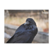 Raven of Yellowstone