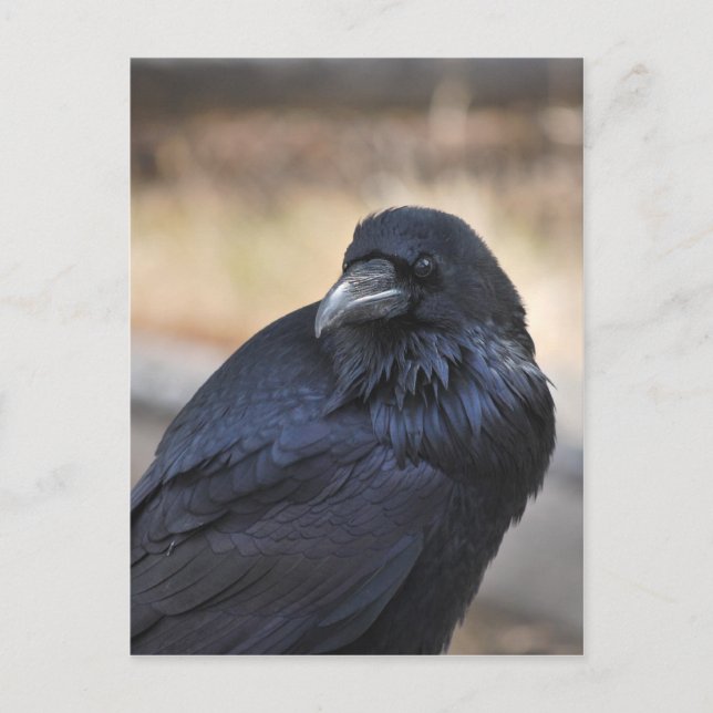 Raven of Yellowstone Postkarte (Vorderseite)