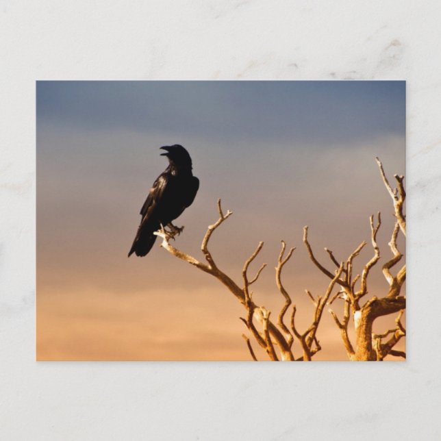 Raven on Sunlit Tree Zweig, Grand Canyon Postkarte (Vorderseite)