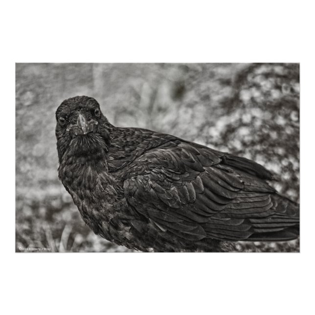 Raven P9239 Fotodruck (Vorne)