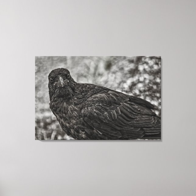 Raven P9239 Leinwanddruck (Vorderseite)