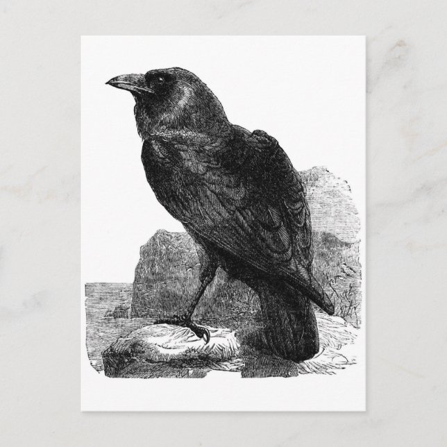 Raven Postcard Postkarte (Vorderseite)