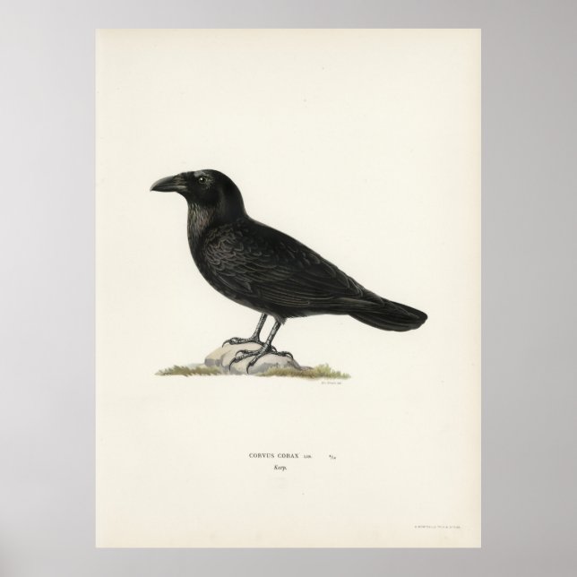 Raven Poster (Vorne)