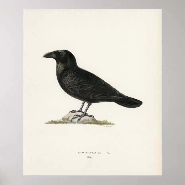 Raven Poster (Vorne)
