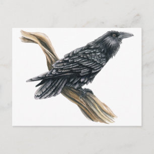 Raven Postkarte