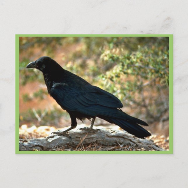 Raven Postkarte (Vorderseite)