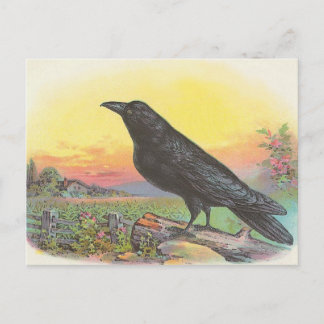 Raven Postkarte