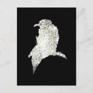 Raven Postkarte