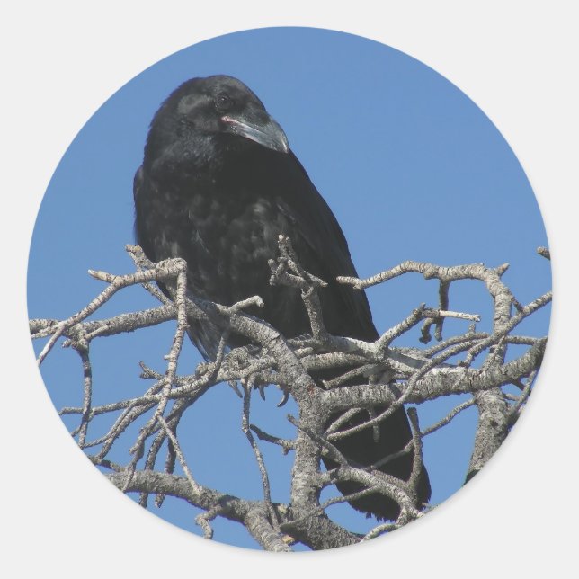 Raven Runder Aufkleber (Vorderseite)