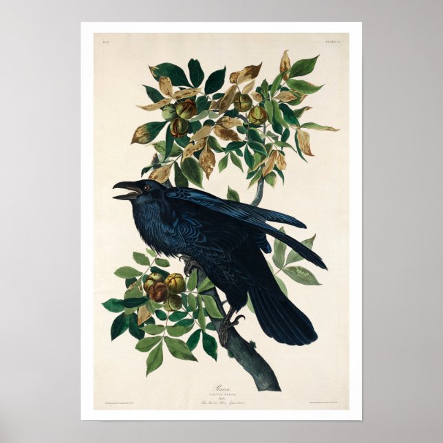 Raven von Audubon Poster (Vorne)