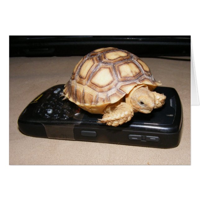 Rawr Phone Zuhause (Vorderseite (Horizontal))