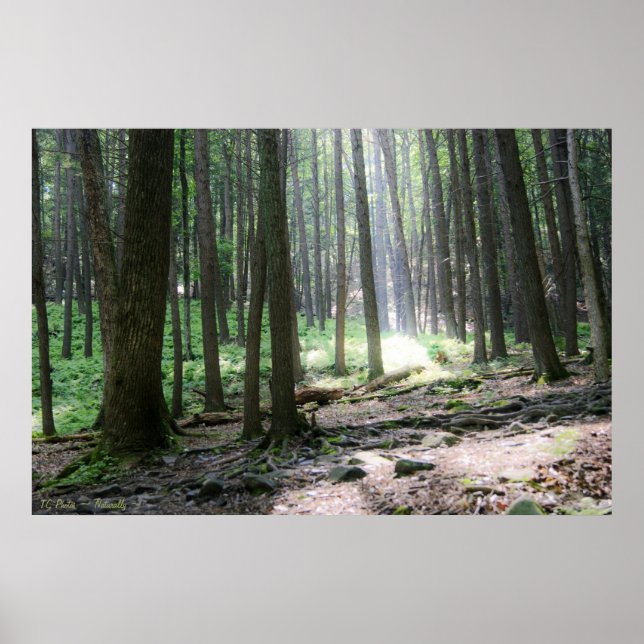 Ray of Hope 36 x 24 Poster (Vorne)