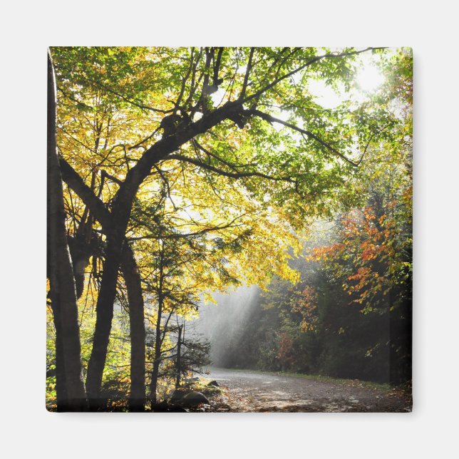 Rays Sun Shady Forest Canyon Ste-Anne QC Magnet (Vorne)