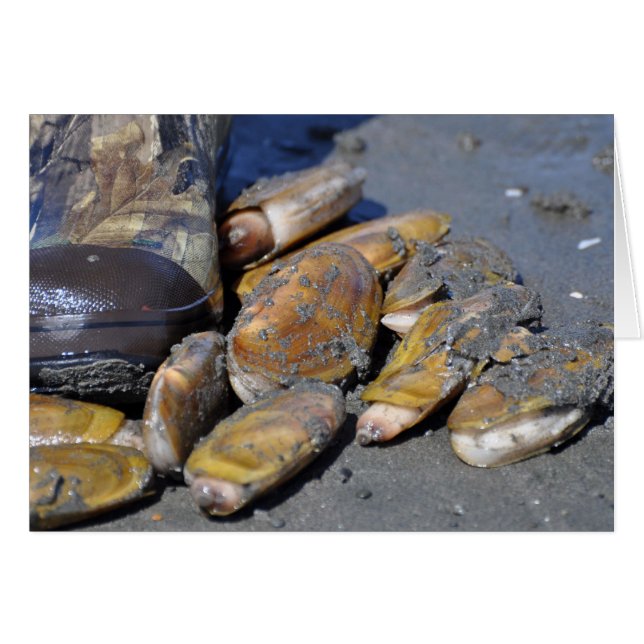 Razor Clams (Vorderseite (Horizontal))