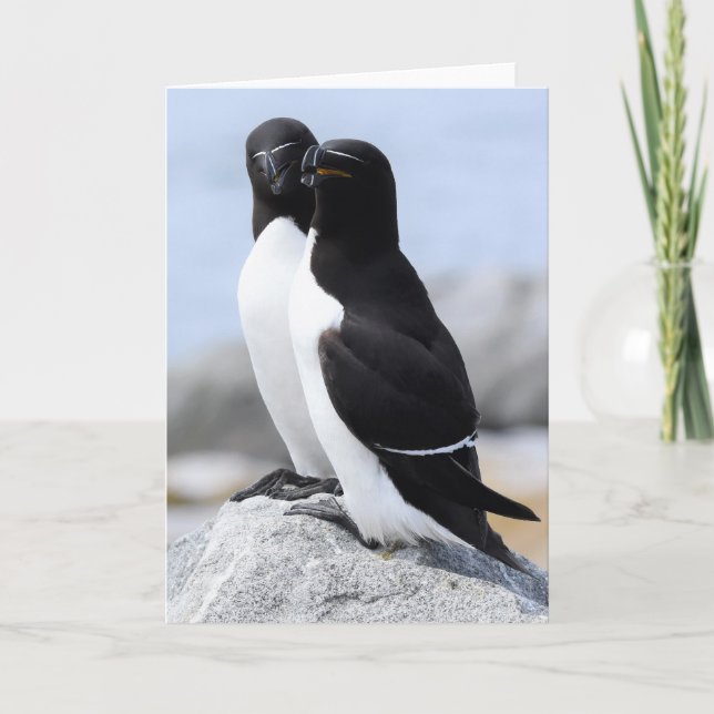 Razorbill Pair Karte (Vorderseite)
