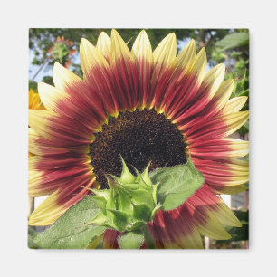 Razzmatazz Sonnenblume Magnet