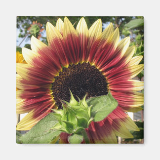 Razzmatazz Sonnenblume Magnet