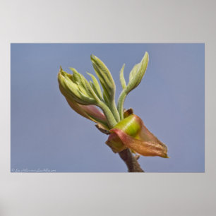 "Reaching" Spring Blätter Entfesselung Poster