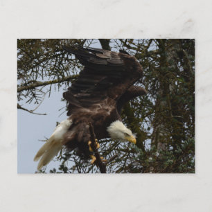 Ready For Flight Postkarte