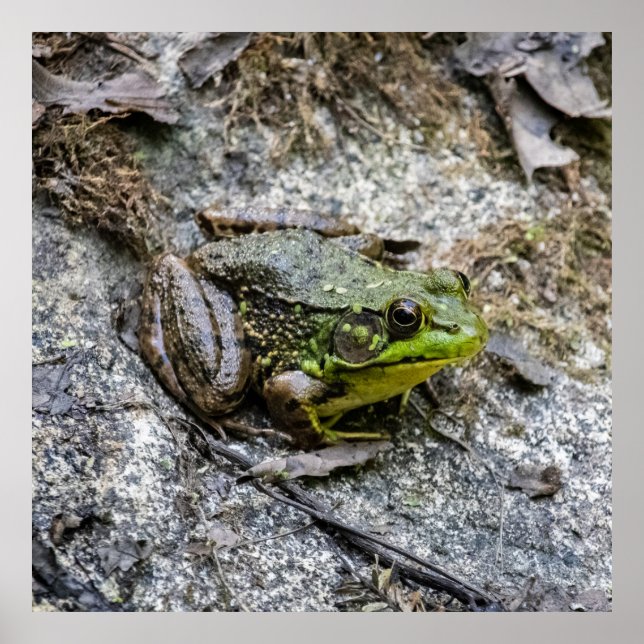 Ready to Go Poster (Vorne)