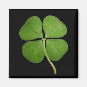 Real 4 Leaf Clover Kleeblatt Black Magnet