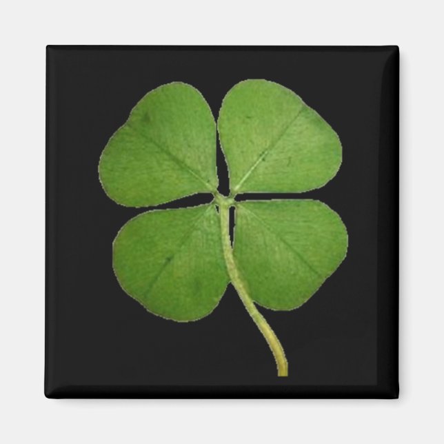 Real 4 Leaf Clover Kleeblatt Black Magnet (Vorne)