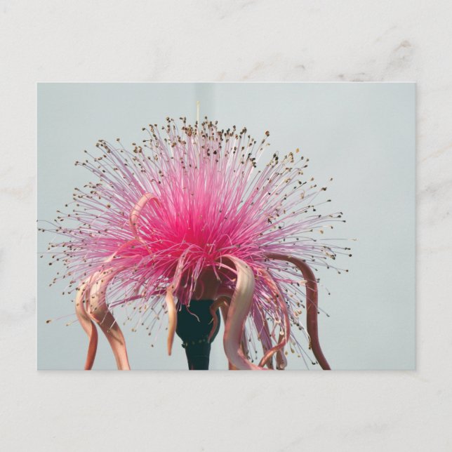 Real Fibre Optische Blume und Flamingo Postkarte (Vorderseite)