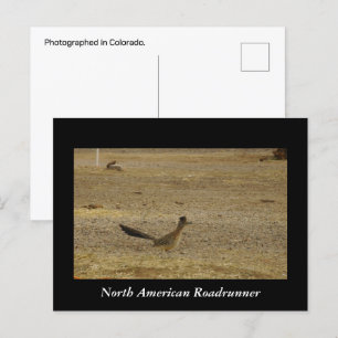 Real Roadrunner Postkarte