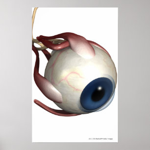 Realistic rendering of the muscles of the eye poster