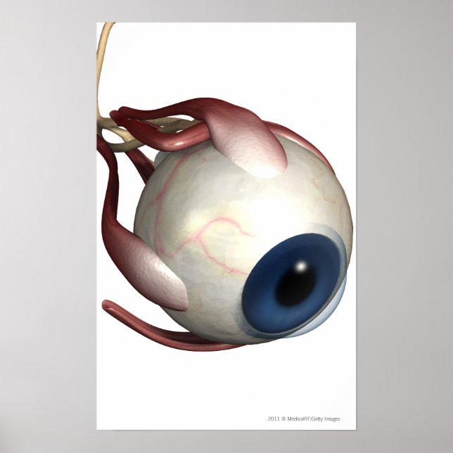 Realistische Darstellung der Augenmuskeln Poster (Vorne)