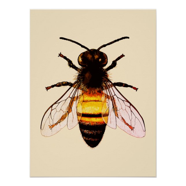 Realistische Honey Bee Art Illustration Poster (Vorderseite)