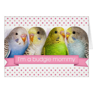Realistische Malerei der Budgerigars