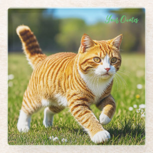 Realistische orange getigerte Katze auf einer sonn Glasuntersetzer