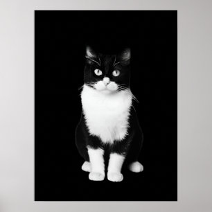 Realistische Schwarz-Weiß-Katze Poster