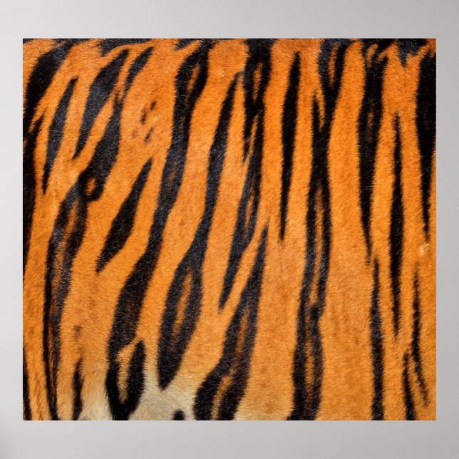 Realistische Tigerhautstruktur. Poster (Vorne)