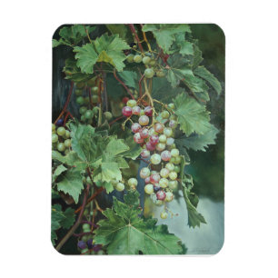 Realistische Weinrebe mit Blättern – Fine Art Magnet