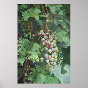 Realistische Weinrebe mit Blättern – Fine Art Poster