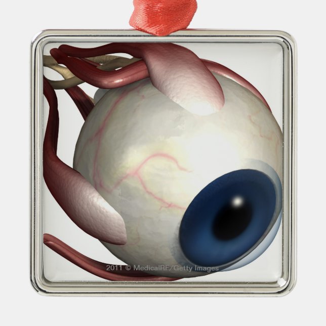 Realistische Wiedergabe der Muskeln des Auges Ornament Aus Metall (Vorne)