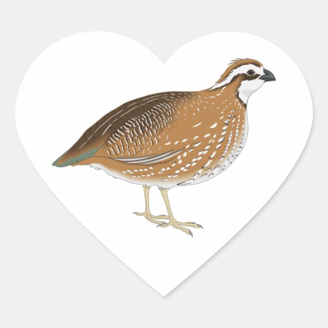 Realistischer Quail Bird Herz-Aufkleber (Vorderseite)