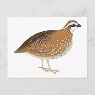 Realistischer Quail Bird Postkarte