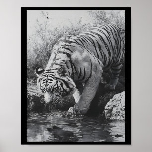 Realistischer Tiger Bleistift Zeichnung Sticker Poster