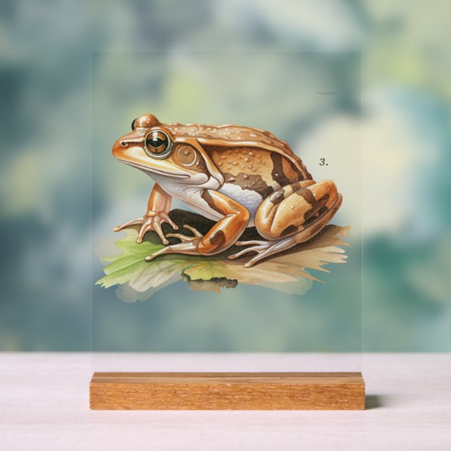 Realistisches Frosch-Schild - Inspirierte Dekorati Acrylschild (Neutral)