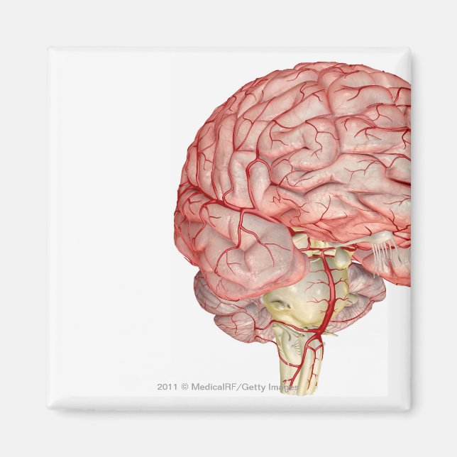 Realitische Darstellung des menschlichen Gehirns Magnet (Vorne)