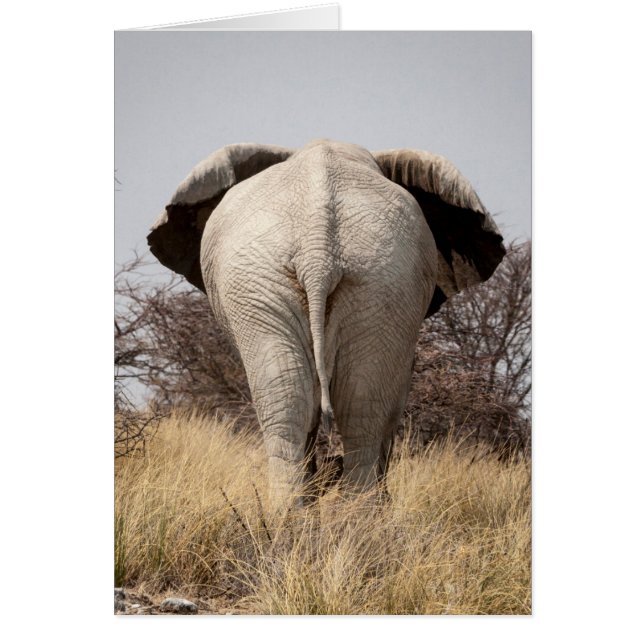 Rear view of elephant (Vorne)