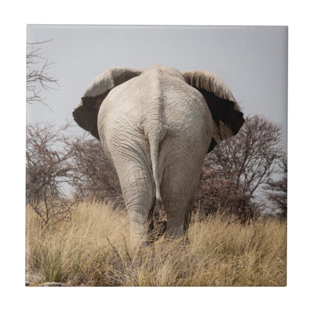 Rear view of elephant fliese (Vorderseite)